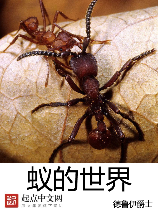 蚁的拼音怎么拼读